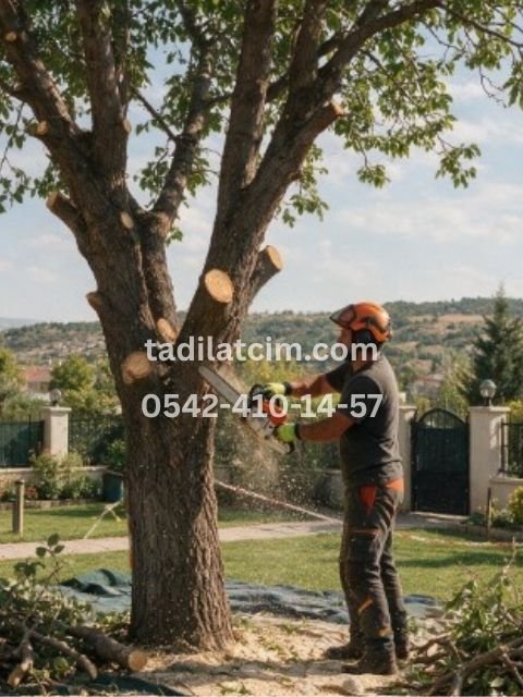 Ankara Ağaç Kesimi